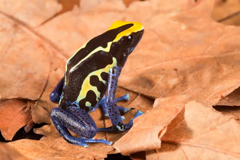 Dendrobates tinctorius ”Cobalt“ Import UE galerij