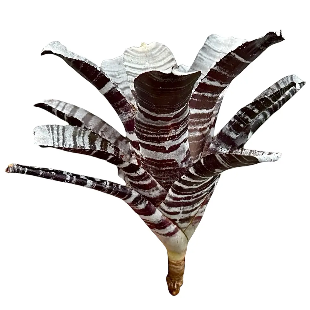 Aechmea chantinii 'Black'
