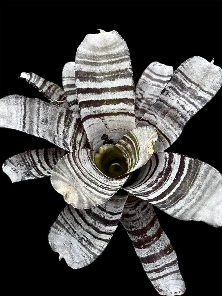 Aechmea chantinii 'Black' galerij