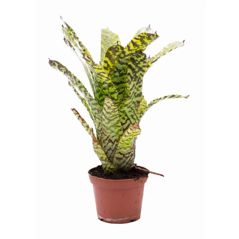 Aechmea correia-araujoi