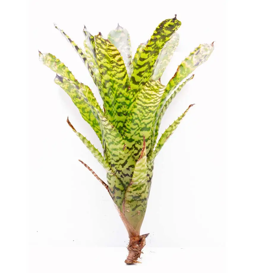 Aechmea correia-araujoi galerij