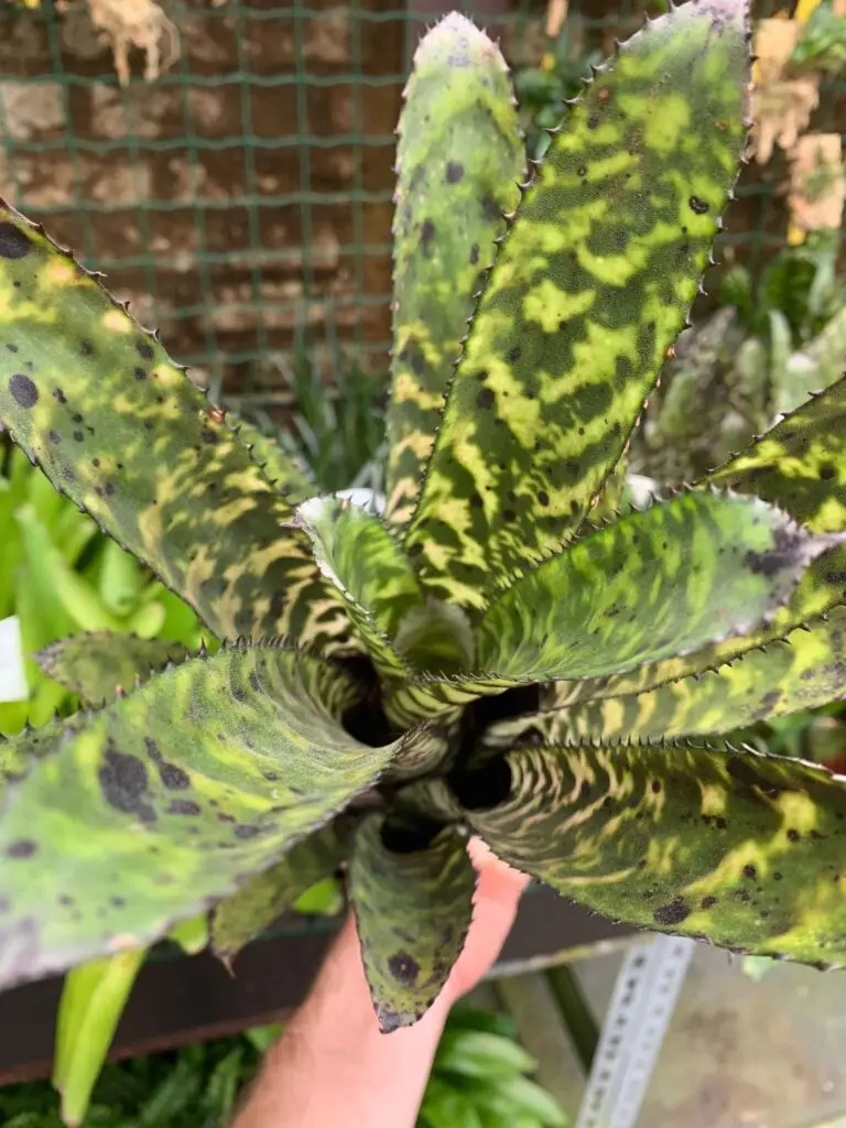 Aechmea orlandiana galerij