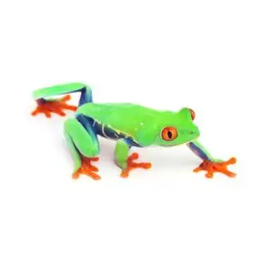 Andere Amphibien