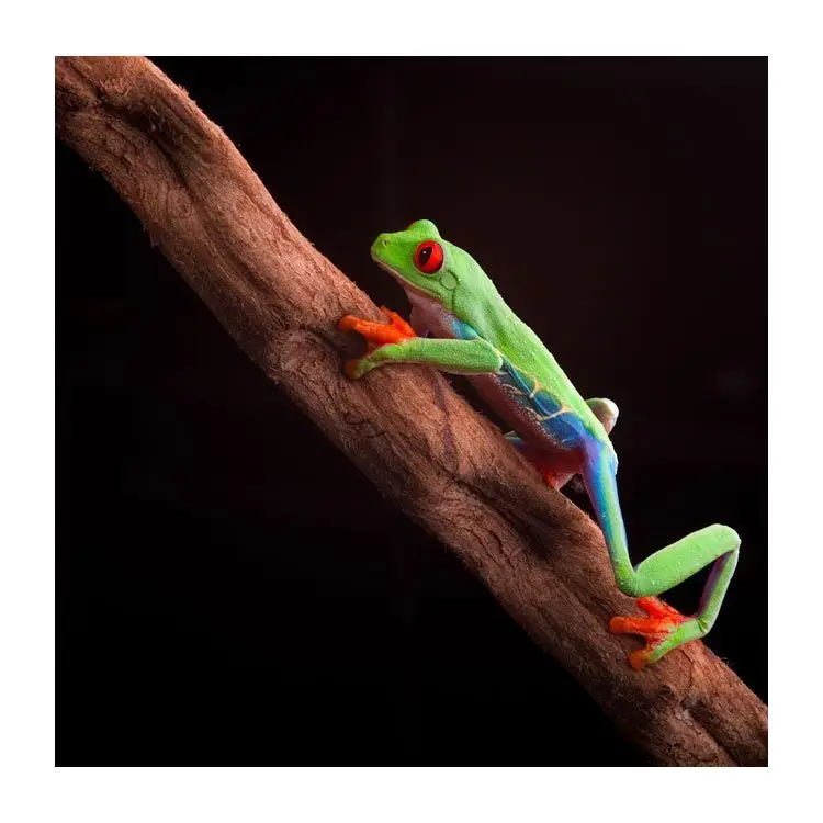 Agalychnis callydrias Rotaugenlaubfrosch galerij