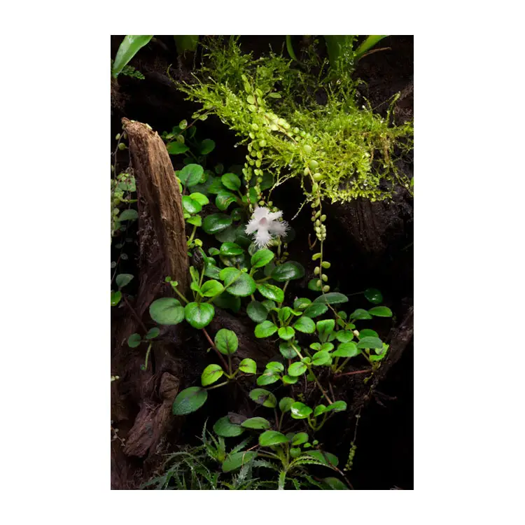 Episcia dianthiflora galerij