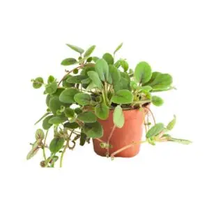 Episcia dianthiflora