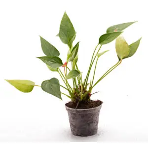 Anthurium andreanum ‘Mini’ Mini Flamingoblume