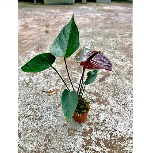 Anthurium andreanum ‘Mini Chocolate’ galerij