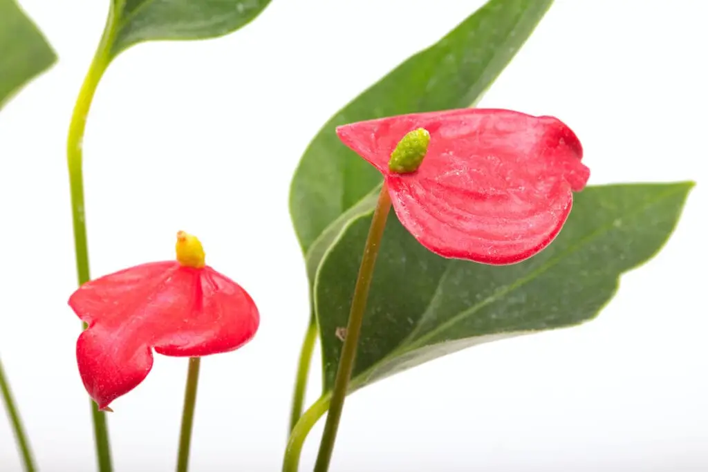 Anthurium andreanum ‘Mini’ Mini Flamingoblume galerij
