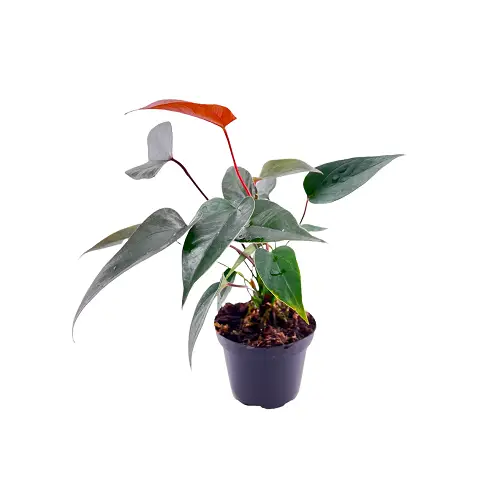 Anthurium andreanum ‘Mini Chocolate’