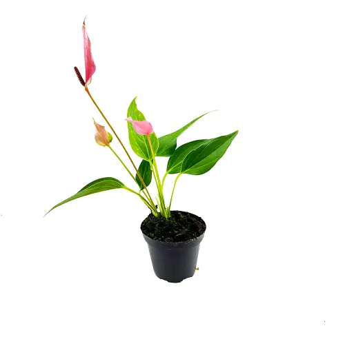 Anthurium andreanum ‘Mini Pink’