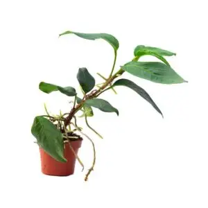 Anthurium scandens
