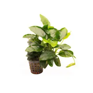 Anubias barteri var. nana Zwergspeerblatt