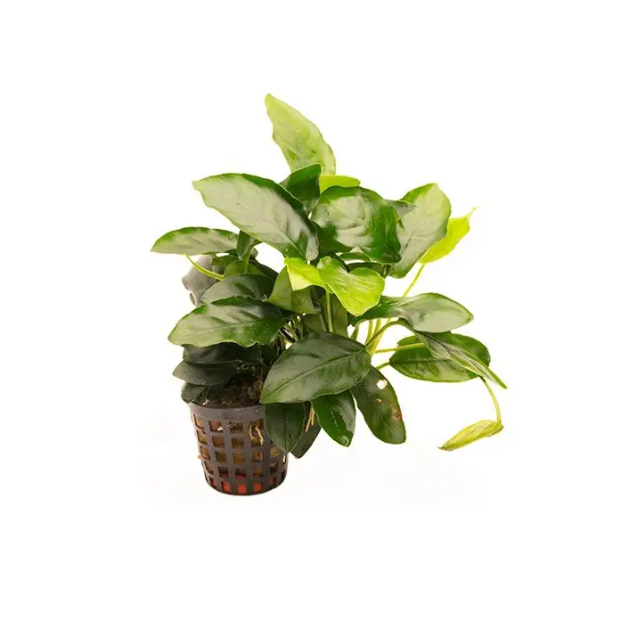 Anubias barteri var. nana Zwergspeerblatt