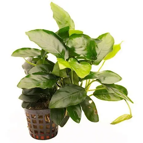 Anubias barteri var. nana Zwergspeerblatt galerij
