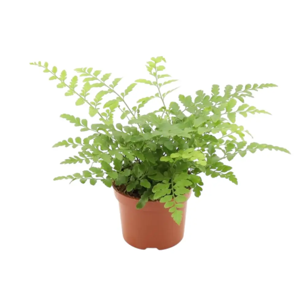 Asplenium 'Parvati' galerij