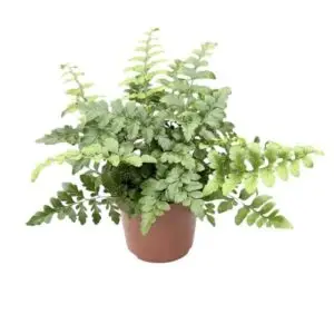 Asplenium 'Parvati'