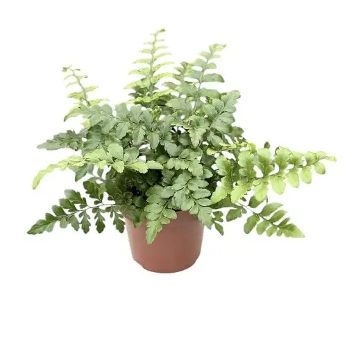 Asplenium 'Parvati'