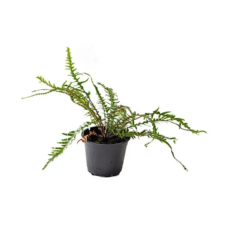 Asplenium x ebenoides Drachenschwanzfarn