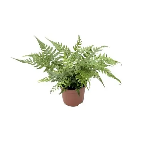 Athyrium spicatum