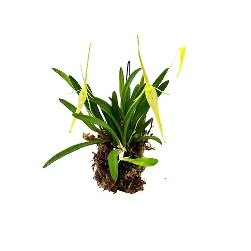 Barbosella cucullata