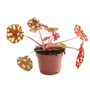 Begonia bowerae Wimpern-Begonie
