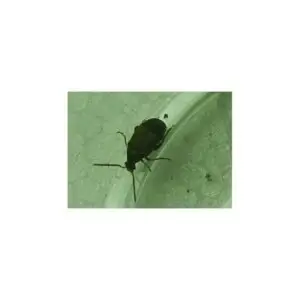 Bohnenkäfer Callosobruchus cf.maculatus 500ml