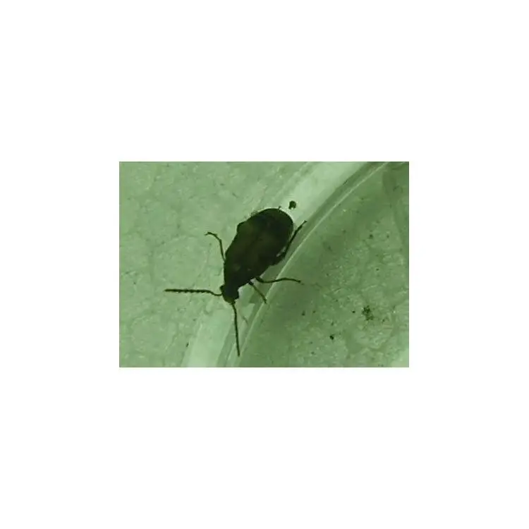 Bohnenkäfer Callosobruchus cf.maculatus 500ml