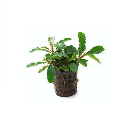 Bucephalandra spec. 'Green Velvet'