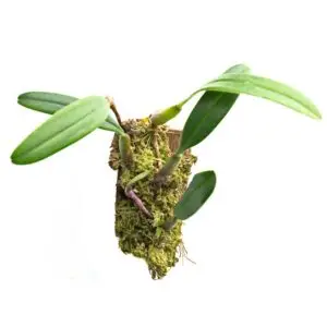 Bulbophyllum ambrosia