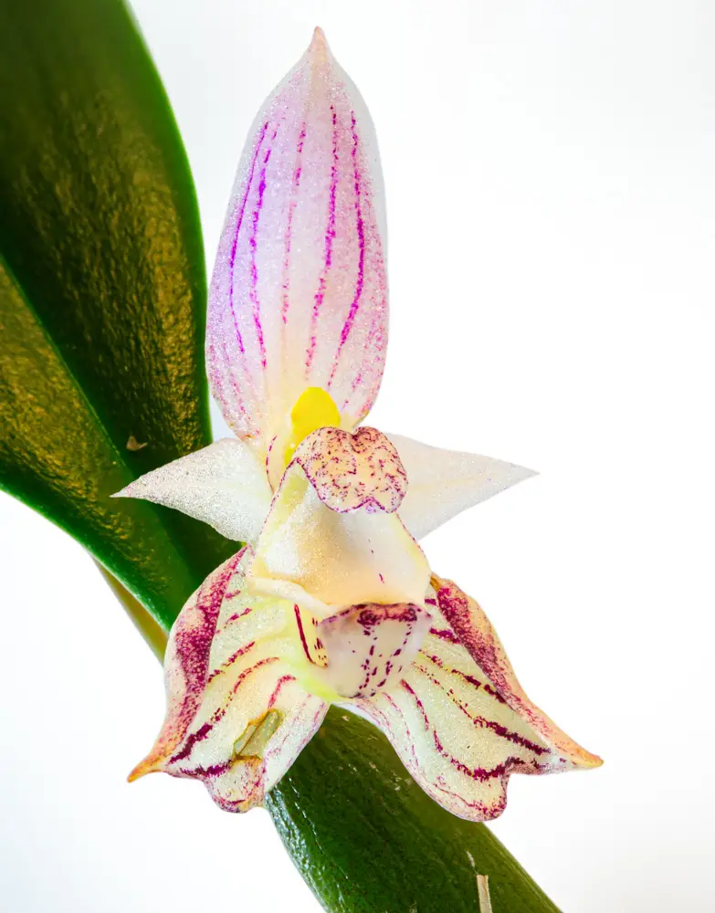Bulbophyllum ambrosia galerij