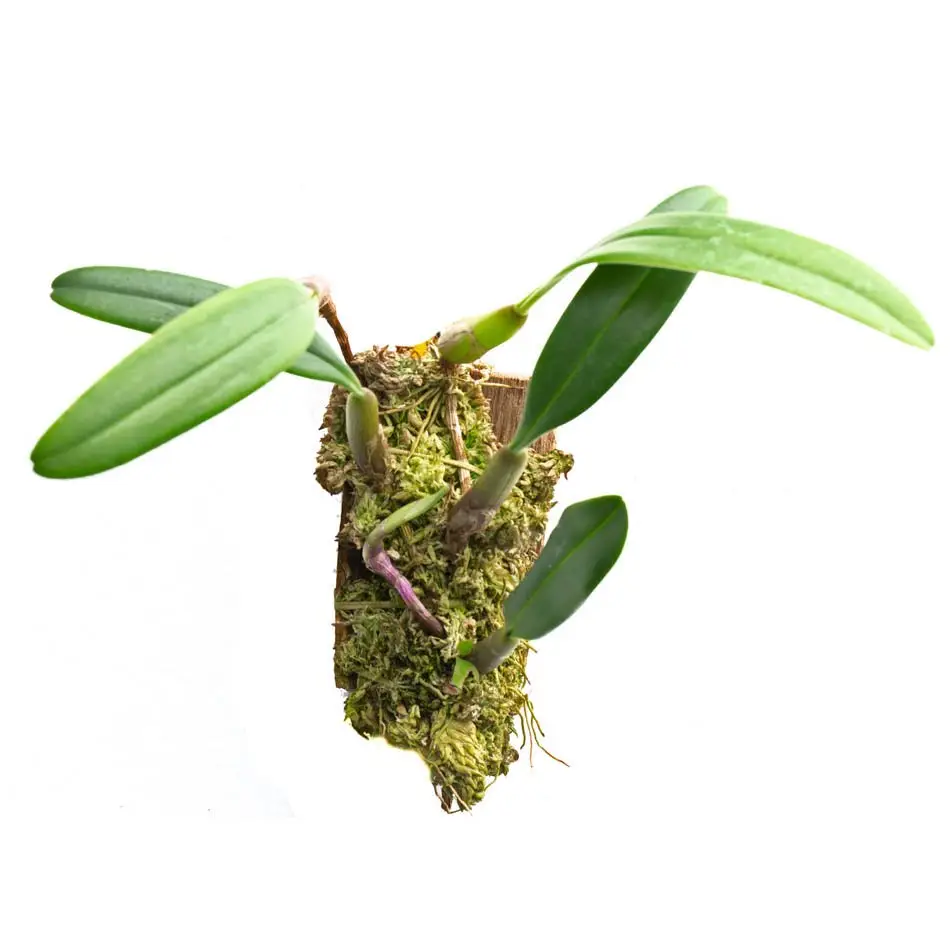 Bulbophyllum ambrosia
