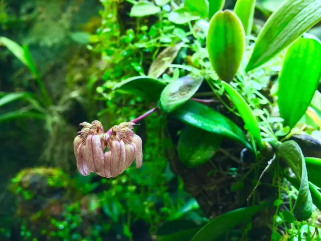 Bulbophyllum sikkimense galerij