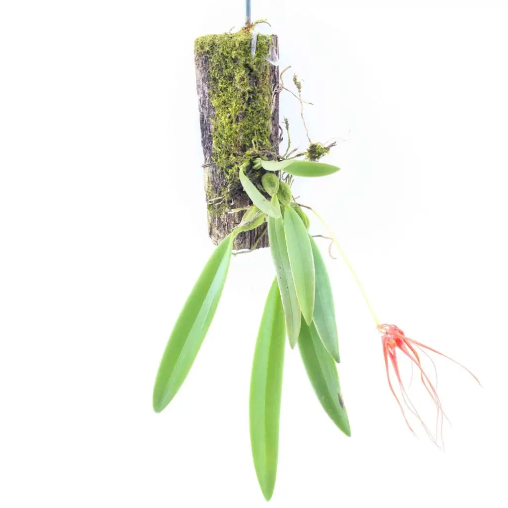 Bulbophyllum tingabarinum