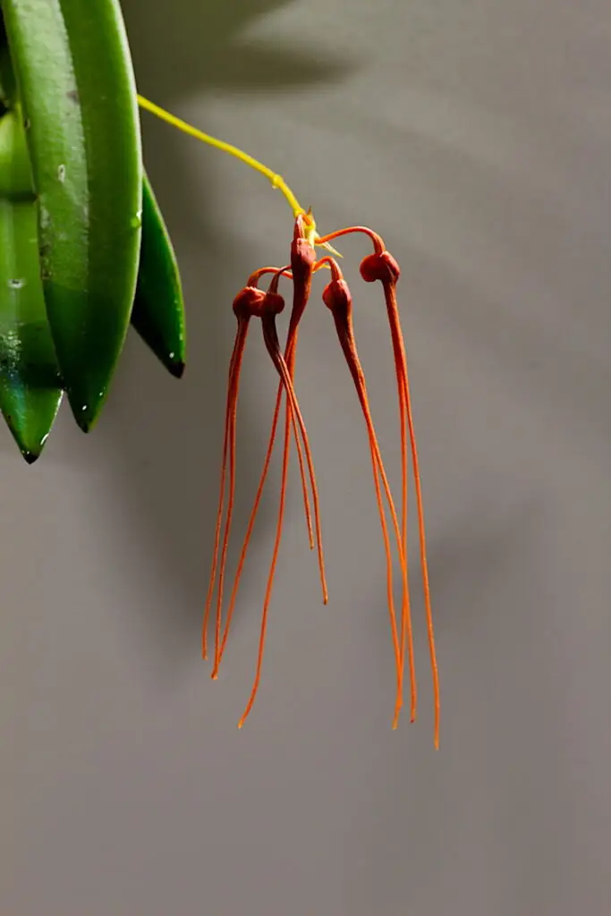 Bulbophyllum tingabarinum galerij