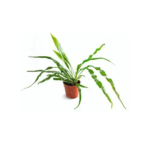 Campyloneurum angustifolium galerij