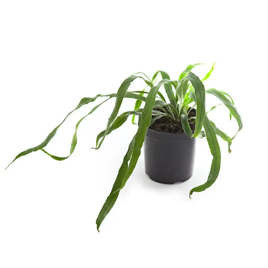 Campyloneurum angustifolium