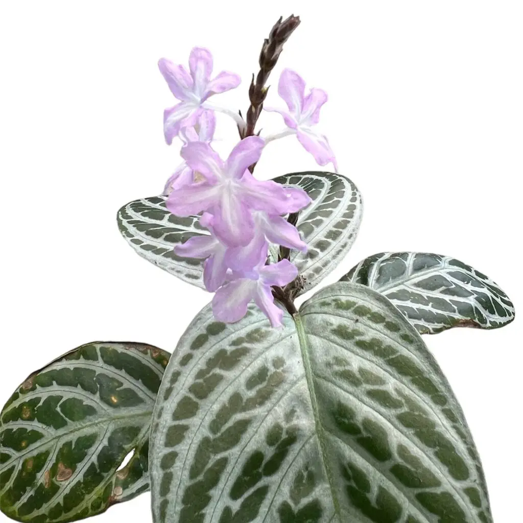Chamaeranthemum venosum galerij