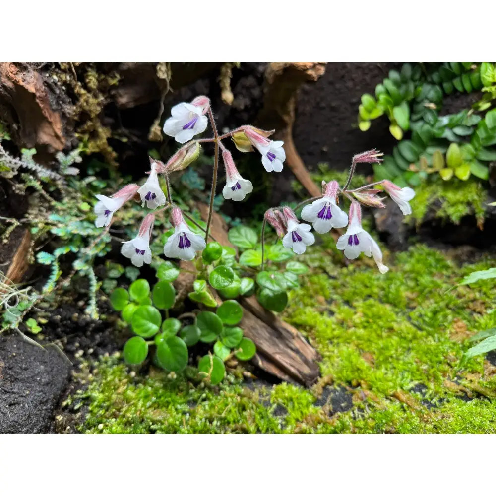 Chirita tamiana galerij