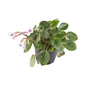 Chirita tamiana