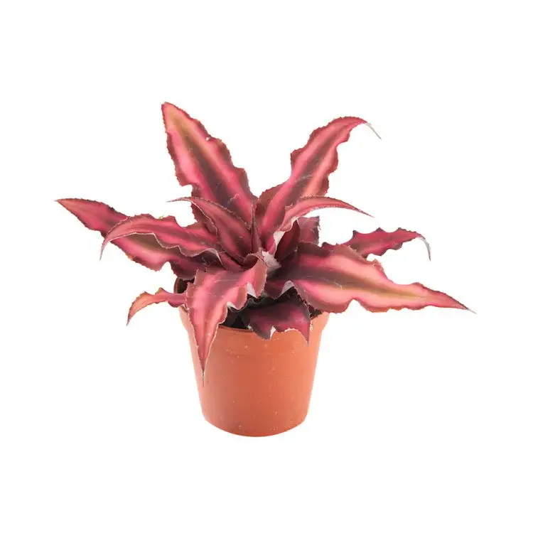 Cryptanthus bivittatus ‘Red Star’ Roter Erdstern