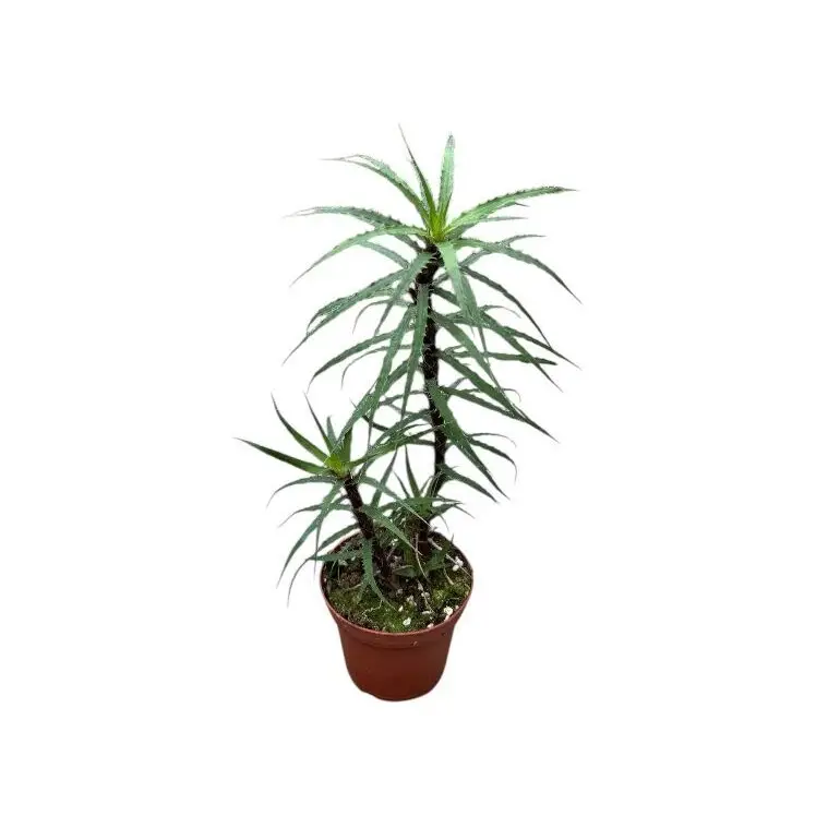 Cryptanthus microglazioui