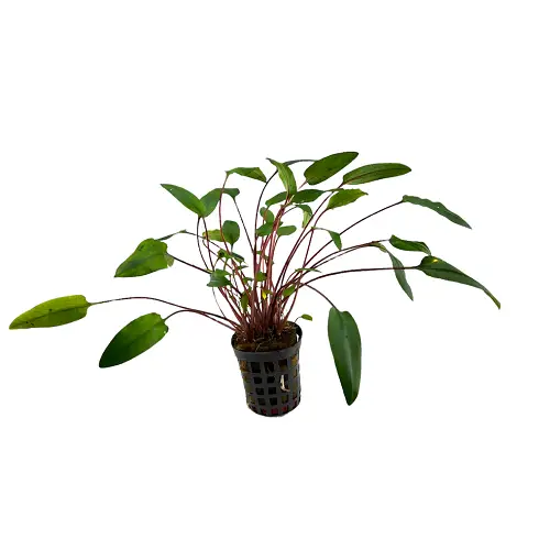 Cryptocoryne becketii