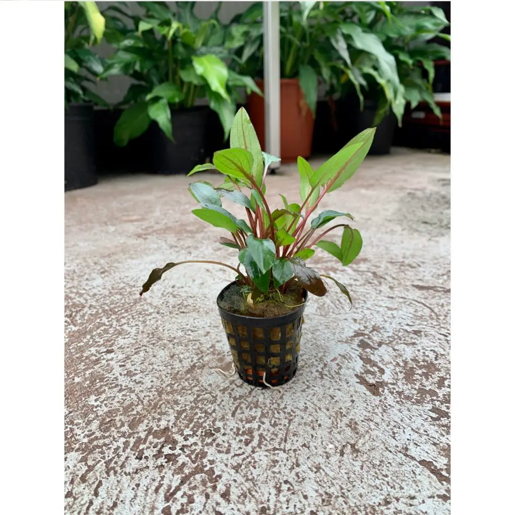 Cryptocoryne becketii galerij