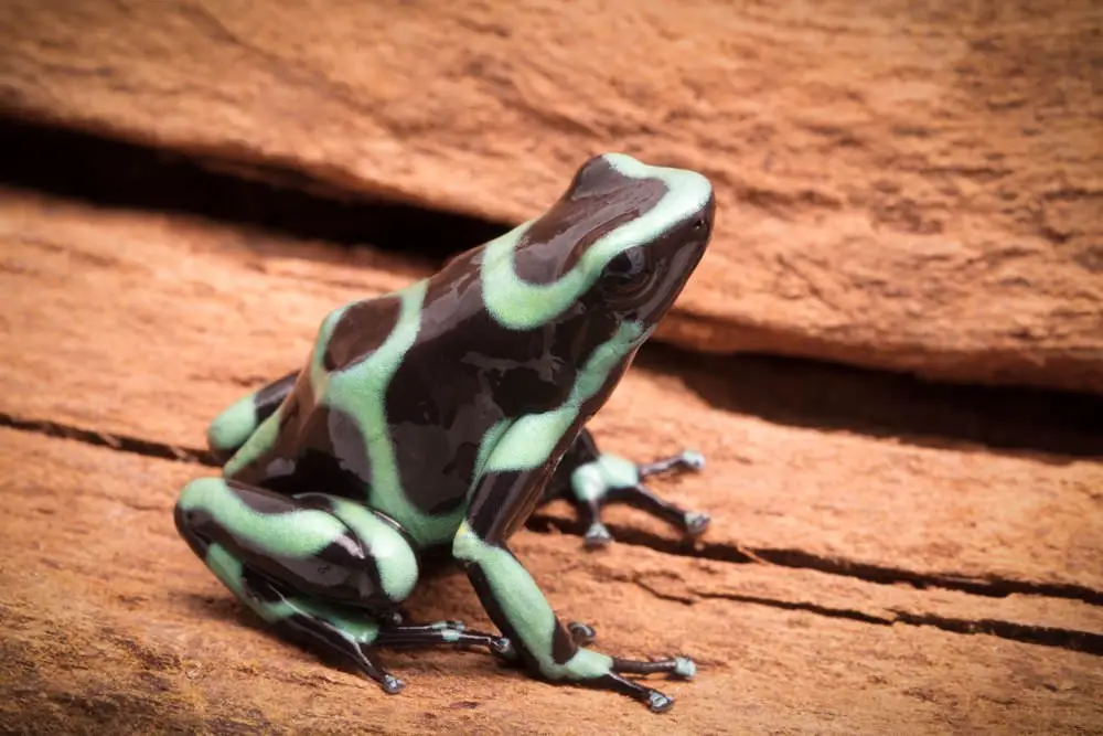 Dendrobates auratus ”Nicaragua” galerij