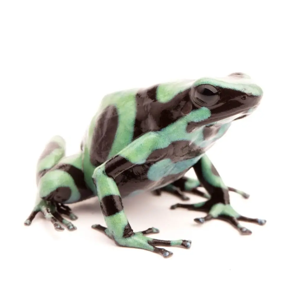 Dendrobates auratus ”Nicaragua”