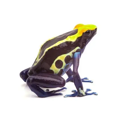 Dendrobates tinctorius ”Cobalt“ Import UE