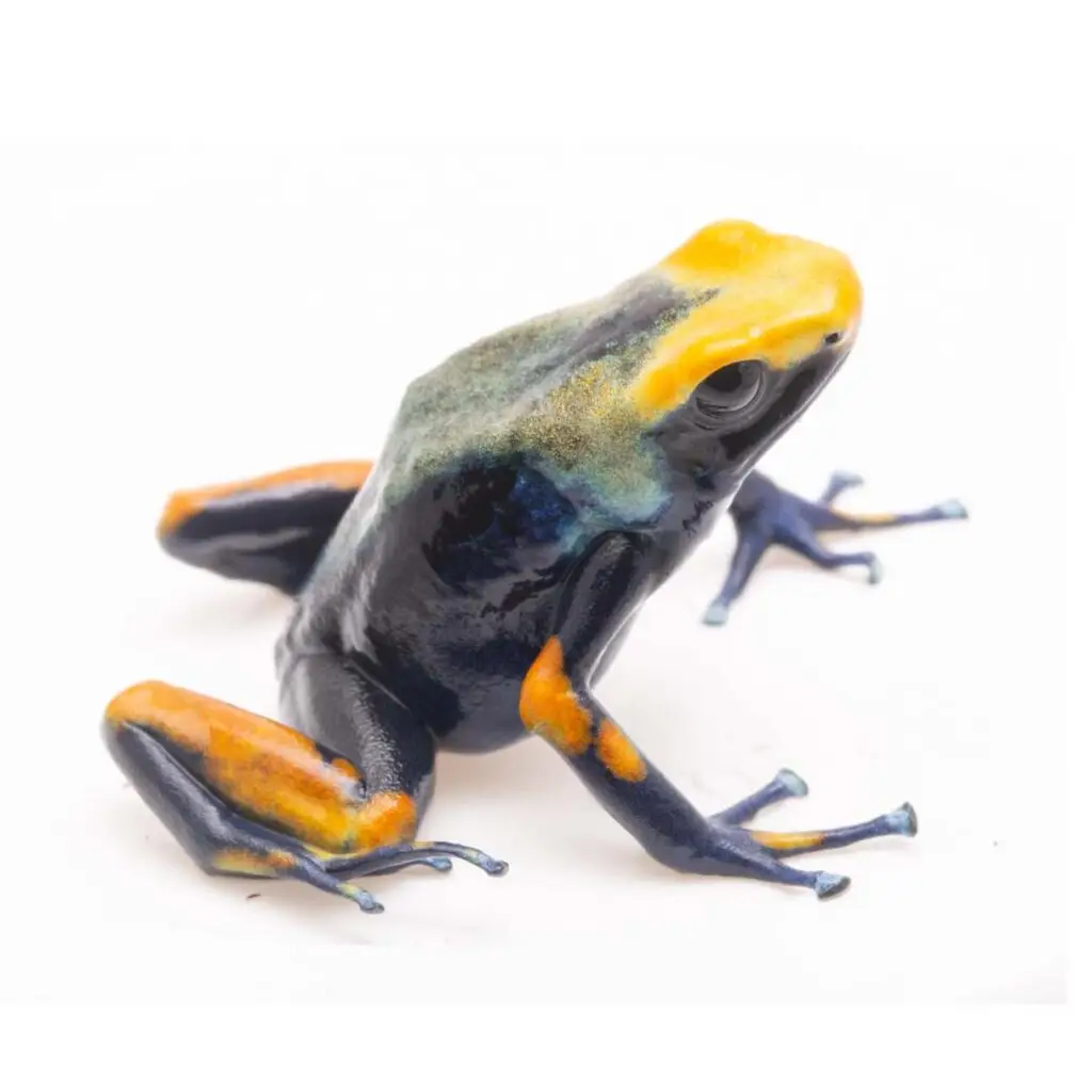 Dendrobates tinctorius ”Tumucumaque”
