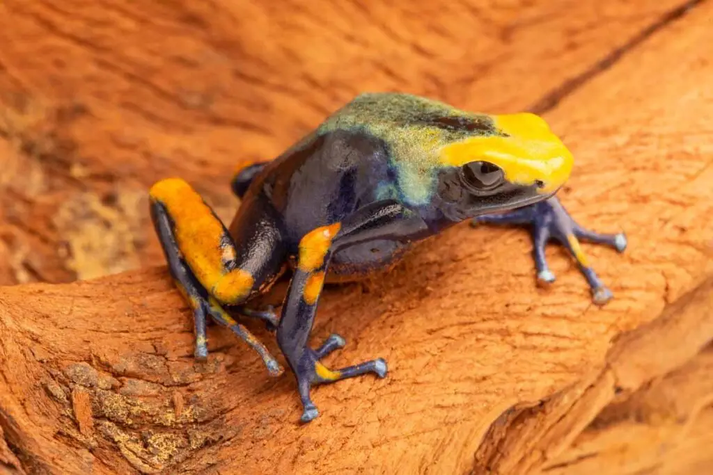 Dendrobates tinctorius ”Tumucumaque” galerij