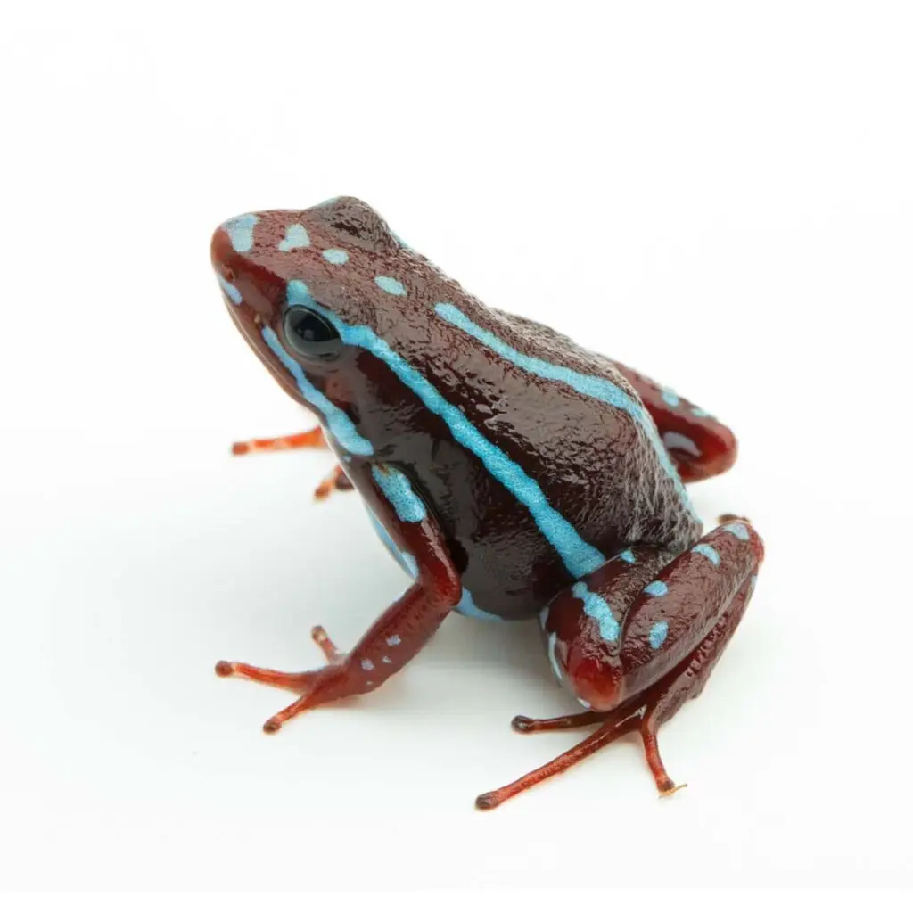 Epipedobates anthonyi Saladillo